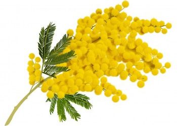 Oggi 8 Marzo Festa internazionale della Donna!