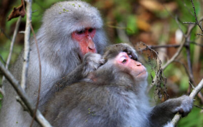 Per la prima volta i macachi di Kyushu hanno una femmina come capobranco