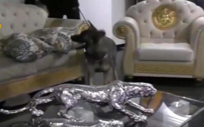 Blitz della Polizia in tutta Italia, 103 misure cautelari