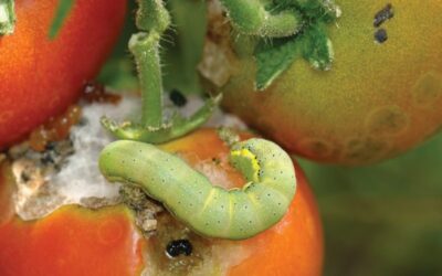 Attenzione ortolani, c’e’ un cornuto che si sbafa le pummarole