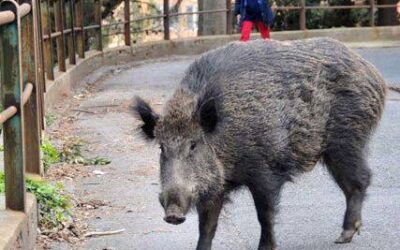 Pescara, cinghiali nell’asilo attimi di paura per 15 bambini