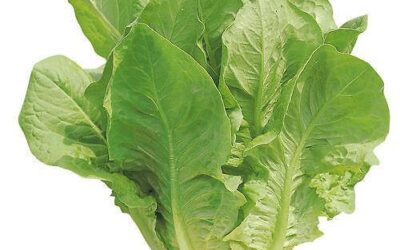 In Canada lattuga romana a $14.99 al cespo