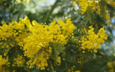 L’8 Marzo, la Giornata internazionale della donna