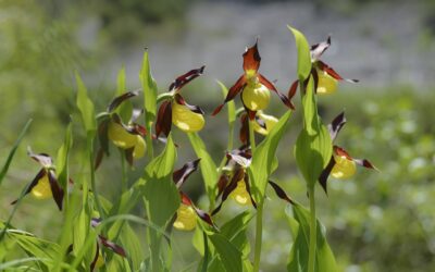 Puglia: Le orchidee selvatiche di Lesina