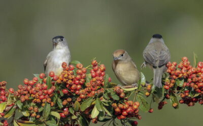 ‘Uccelli cambiano forma in Nord-Sud America per climate change’