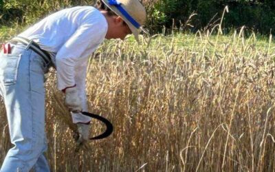 Suvero raccolto grano antico a mano e trebbiatura in piazza
