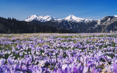 Fioritura dello zafferano, dove vederla in Italia