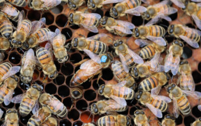 Canada: camion perde alveari, 5 milioni di api in fuga