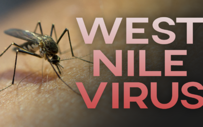 West Nile, un caso a Lecce: virus colpisce 80enne