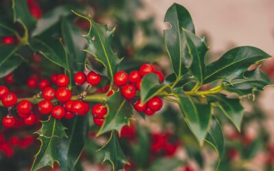 Agrifoglio, la pianta di Natale ricca di significati e tradizioni