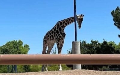 Salvataggio riuscito in Messico per la giraffa Benito