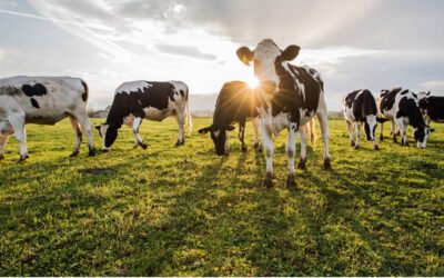 Eccellenze Italiane – Nino Andriollo: Il Pioniere dell’Agro 4.0 e l’Eredità dei Coloni a Pontinia