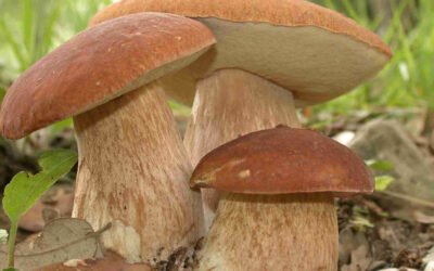 Italiani sconfinano in Austria per i funghi ma vengono sorpresi con 36 kg di porcini: sequestro e 360 euro di multa