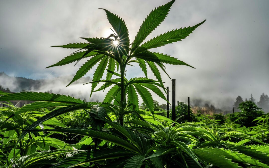 Scoperta nella Locride una piantagione di 2.300 piante di cannabis alte fino a 4 metri -2