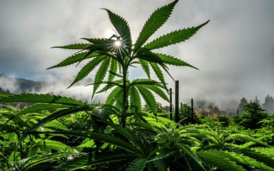 Scoperta nella Locride una piantagione di 2.300 piante di cannabis alte fino a 4 metri -2