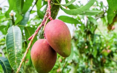 L’Italia di mango e avocado, ulivi al nord e viti in quota. Il clima cambia la mappa dell’agricoltura